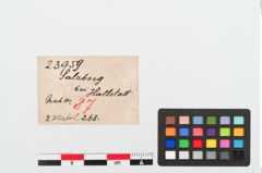 Etikett zu Spinnwirtel (NHMW-PRAE-023959)